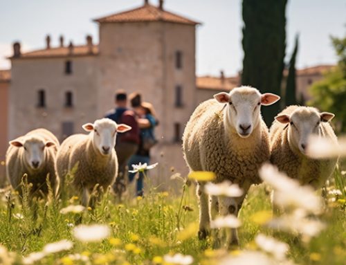 Progetti integrati di rete territoriale (PIRT)